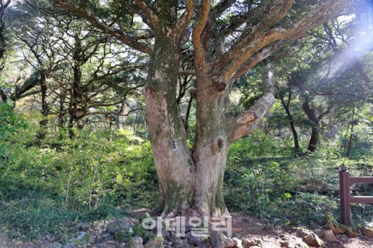 겨울에도 녹음이 짙게 내려앉은 제주 평대리 비자나무숲(비자림)의 연리지 나무