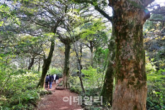 겨울에도 녹음이 짙게 내려앉은 제주 평대리 비자나무숲(비자림)을 거닐고 있는 관광객들