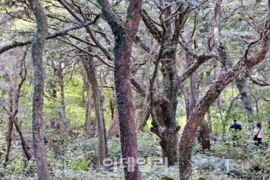 겨울에도 녹음이 짙게 내려앉은 제주 평대리 비자나무숲(비자림)을 거닐고 있는 관광객들