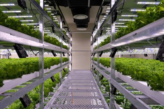 SB위드아그로의 실내 수직농장에서 엽채류가 재배되고 있는 모습. 작물 재배 조건에 맞춘 온습도 관리 시스템이 적용돼 있다. (사진=SB성보)