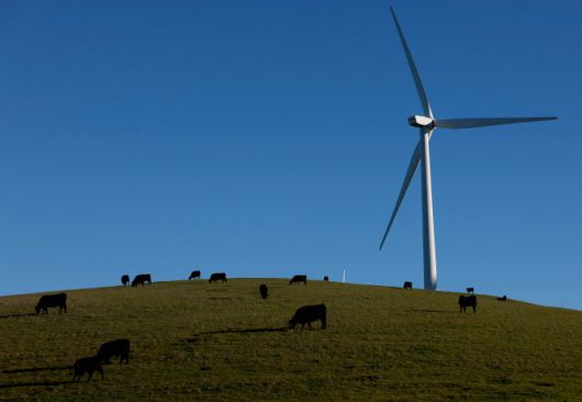 지난 13일(현지시간) 미국 캘리포니아주 리버모어 알타몬트 패스 풍력발전단지의 풍력 터빈 인근에서 소들이 풀을 뜯고 있다. (사진=AFP)
