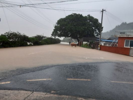 간밤 폭우에 놀란 소가 마을앞으로 나와 두리번거리고 있다. 마을앞 농지가 모두 물바다로 변한 전남 곡성군 고달면 고달리1구 마을 입구. /독자제공
