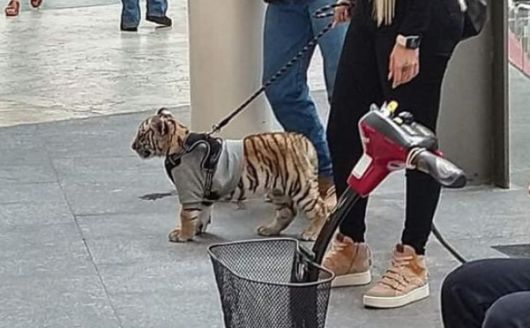 멕시코 한 쇼핑몰에서 포착된 호랑이의 모습. /트위터 캡처