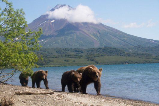 어미와 새끼로 이뤄진 불곰 가족이 캄차카 반도의 한 호숫가를 지나고 있다. /에어러시아 홈페이지