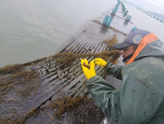 지난  21일 전남 신안군 안좌면 우목도 앞바다 김 양식장이 중국에서 밀려온 괭생이모자반으로 뒤덮여 있다./연합뉴스
