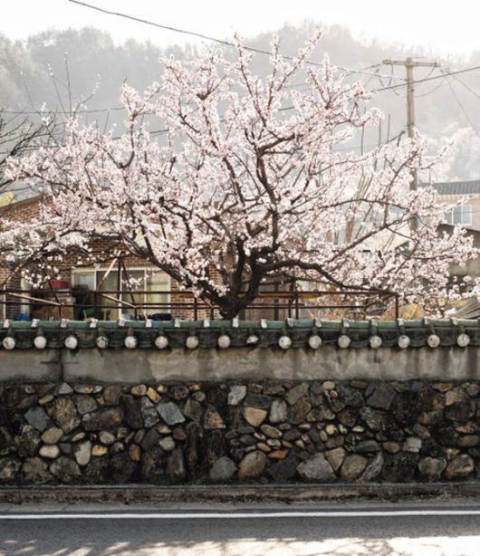 경남 하동군 먹점마을 담 위로 매화가 폈다. 밤나무가 많아 ‘밤골’로 불렸지만, 40여년 전부터 주민들이 매화를 가꿨다. 2008년. /최갑수