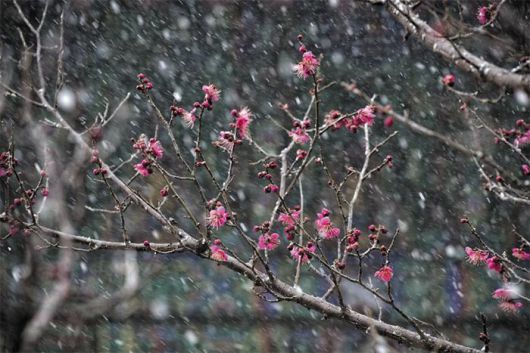 전남 순천시 금둔사의 매화. 음력 섣달 납월(臘月)에 일찍 핀다 해서 납월매라 한다. 2016년. /김종연 영상미디어 기자