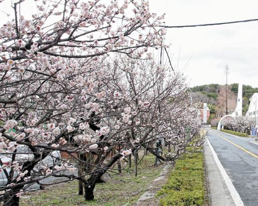 경남 김해시 김해건설공고 교정 안에 핀 와룡매. 입학식 때마다 사진 배경이 되는 지역 명물이다. 2021년. /조상호 사진가