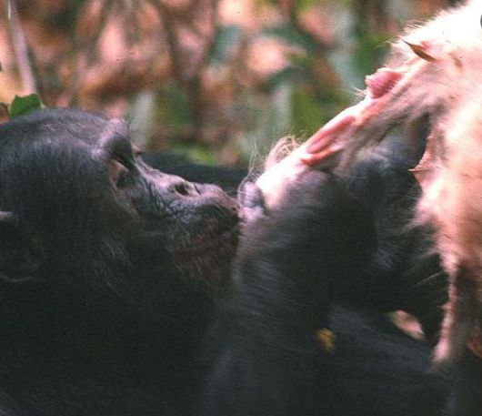 침팬지 한마리가 사냥한 먹잇감에 살가죽을 뜯어내고 있다. 침팬지는 유인원 중에 가장 고기를 즐겨먹고 집단 사냥으로 먹잇감을 잡는다. /남가주대 제인구달센터 홈페이지(Jane Goodall Research Center)