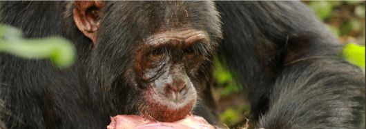 독자 여러분께서 불편해하실 수 있는 점을 감안해 이 사진은 절반으로 잘라 편집했다. 이 침팬지가 물고 있는 것은 콜로부스 원숭이의 살가죽이고, 그 아래 머리와 얼굴이 고스란히 붙어있다. 침팬지가 동족이라고 할 수 있는 콜로부스 원숭이를 타깃으로 주기적으로 사냥하는 것은 열매 등으로 보충할 수 없는 영양분 섭취를 위해서라고 알려져있다. /Kibale Chimpanzee Project 트위터