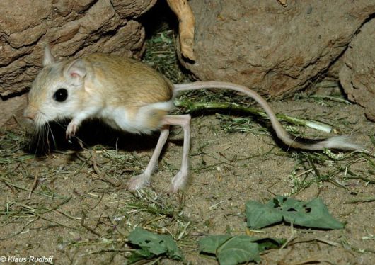 가볍게 점프하며 이동하는 세발가락뜀쥐. 이 종류는 날쥐 또는 날토끼라고도 부른다. /biolib.cz 홈페이지. Klaus Rudolf