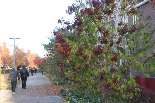 22일 경의선숲길에서 만난 칠자화.