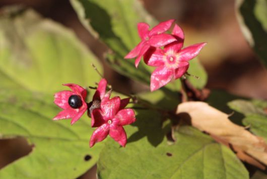 누리장나무 꽃받침.