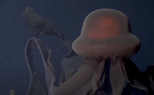 지난 1일 MBARI 공개한 심해에 서식하는 거대한 해파리. /유튜브