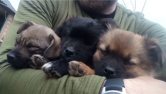 강아지들이 구조자의 품안에 안겨 있는 모습. /트위터