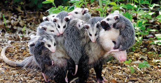 주머니쥐는 많게는 20마리까지 새끼를 낳지만, 어미의 젖꼭지수가 부족해 일부는 일찌감치 죽는다. 그래도 살아남는 새끼들은 어미가 정성껏 돌보면서 직접 업어서 옮긴다. /미주리주 홈페이지