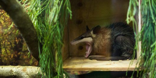 주머니쥐가 사나운 표정으로 입을 벌리고 있다. 잡식성이라곤 하지만, 개구리나 도마뱀, 새와 설치류 등을 즐겨 먹는 작은 맹수라고 봐도 무방하다. /Smithsonian Zoo