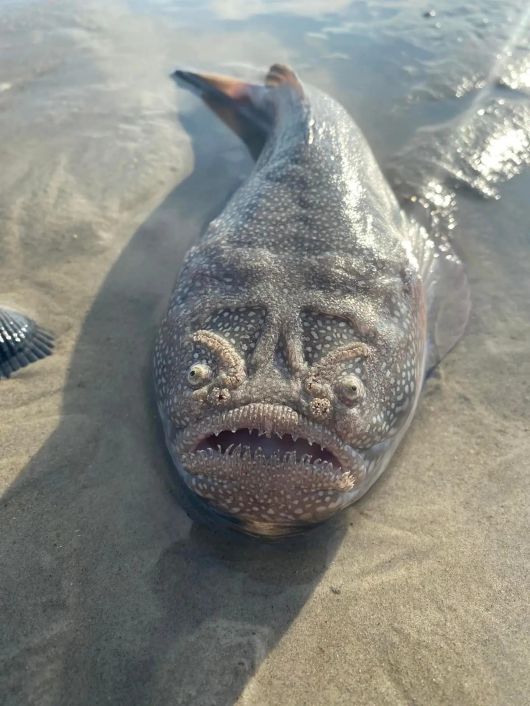 미국 노스캐롤라이나주 해변에서 산채로 잡힌 얼룩통구멍. 사진 촬영후 바다로 돌려보내졌다. /Callie Lee Mallow. WWAY News