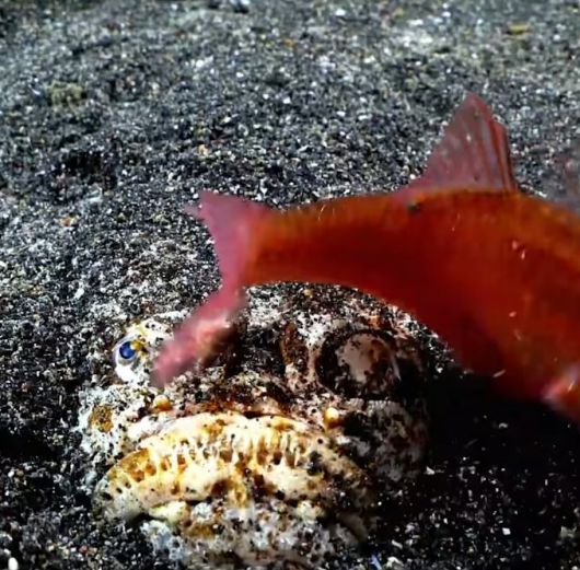 죽음이 눈앞에 다가온지도 모르고 얼룩통구멍 앞을 지나는 물고기. 이 물고기는 빛의 속도로 얼룩통구멍의 위장 속으로 빨려들어갔다./Crazy Creatures 페이스북