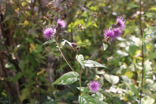 고려엉겅퀴(곤드레나물).