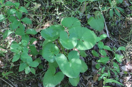 곰취 잎. 잎이 부드럽고 가장자리 톱니가 뾰족하다.