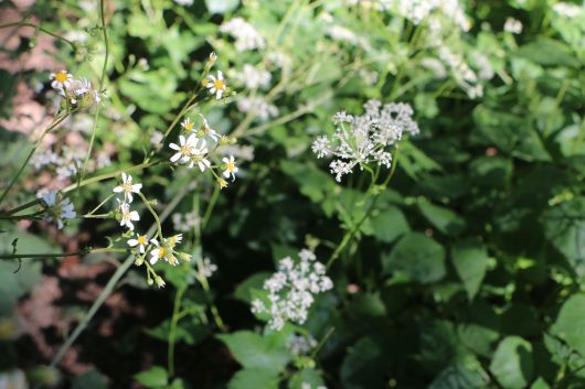 참취(왼쪽)와 참나물 꽃이 나란히 피어 있다. 서울 홍릉숲.