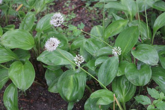 산마늘(명이나물) 잎과 꽃.