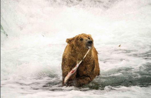 /Katmai National Park instagram 알래스카 카트마이 국립공원에서 곰이 사냥한 연어를 먹어치우고 있다.
