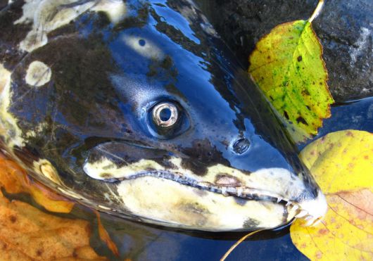 /John R. McMillan. NOAA/NWSFC 천적에게 잡아먹히지 않고, 질병에 걸리지 않고 오롯하게 한살이를 마친 연어가 2세 번식을 한 뒤 숨을 거둔 직후의 모습.