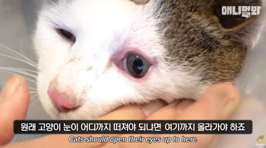 억울하게 생겨 이름이 '억울이'인 고양이/유튜브 애니멀봐