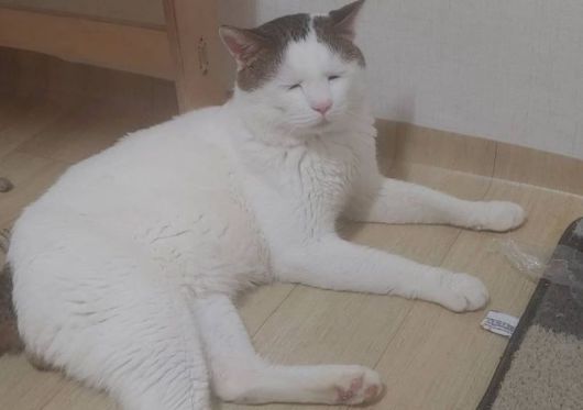 억울하게 생겨 이름이 '억울이'인 고양이/인스타그램