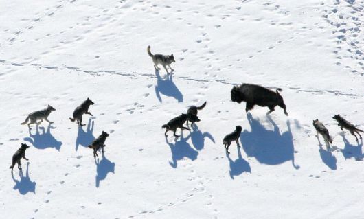 옐로스톤 국립공원에서 늑대 무리가 바이슨(아메리카들소)를 에워싸고 공격 채비를 갖추고 있다.  /Daniel Stahler. 미 국립공원관리청(NPS)