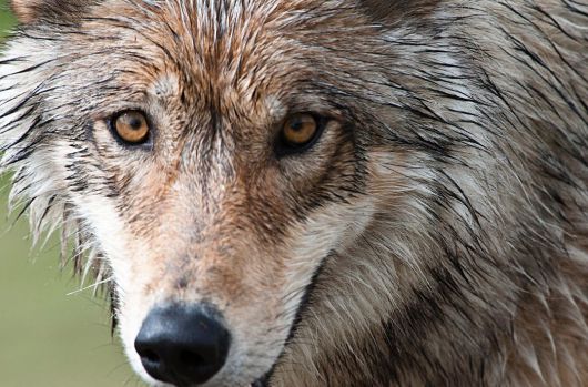 개과 맹수의 대장인 늑대가 날카로운 눈으로 전방을 응시하고 있다. /미 국립공원관리청 드날리 국립공원