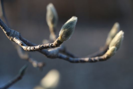 백목련 겨울눈. 큰 것은 꽃눈이고 잎눈은 가지 옆에 조그맣게 달려 있다.