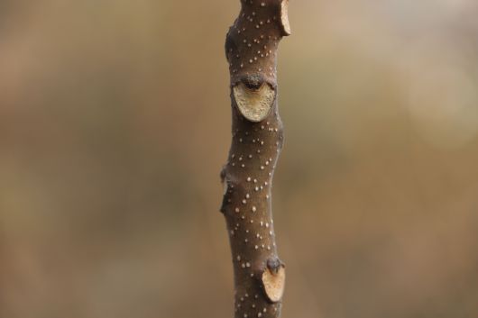 가죽나무 잎자국과 겨울눈.