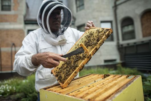 캐나다 퀘벡시티의 페어몬트 샤토 프롱트낙 호텔 옥상에서 양봉하는 모습. /캐나다관광청