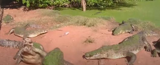 /Chelsea Jonas Youtube 캡처  악어농장에서 사육중인 악어가 다른 악어의 발을 물고 죽음의 회전 공격으로 끊어내기 직전의 모습.