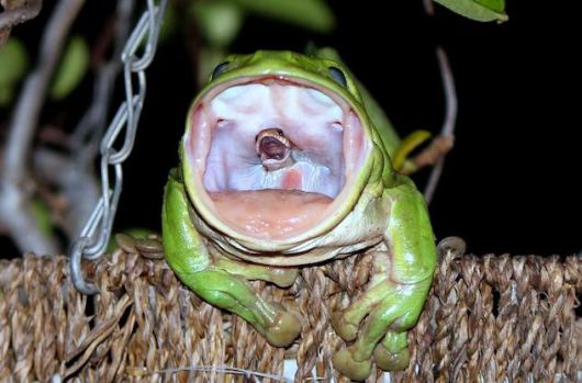 / JULIE-ANNE O'NEILL. National Geographic 주로 벌레를 사냥하는 것으로 알려진 호주 나무청개구리가 뱀을 삼키기 직전의 모습이 포착됐다.
