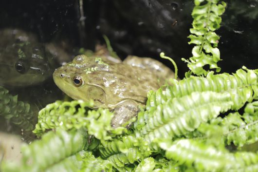 코엑스 아쿠아리움 특별전시에서 만날 수 있는 황소개구리 /코엑스 아쿠아리움