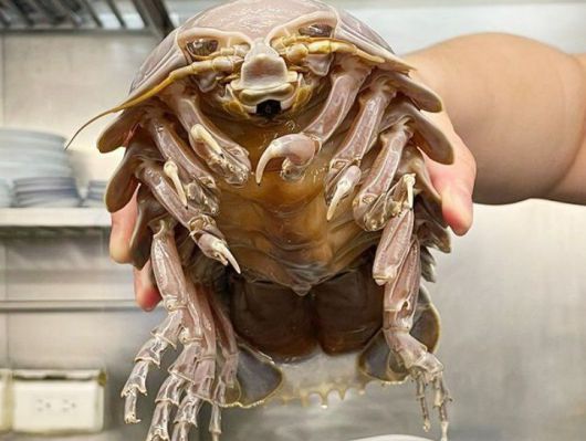 라멘 재료로 사용되는 대왕구족충. /라멘소년 인스타그램