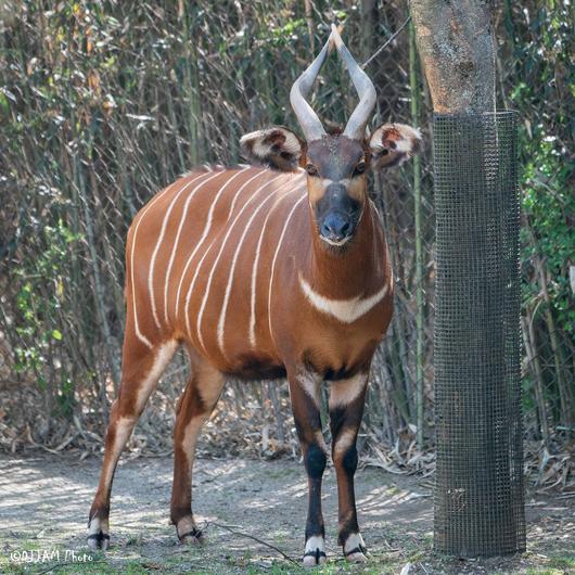 신시내티 동물원에서 살고 있는 봉고 암컷 '스티비'. 올해 초 남편상을 당한 그는 뱃속에 고이 품은 새끼를 조만간 세상에 내보낼 예정이다.  /Cincinnati Zoo and Botanical Garden