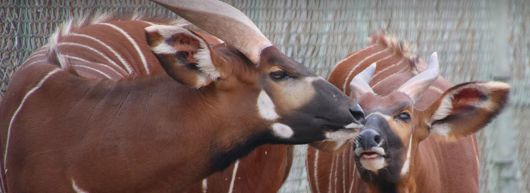 봉고는 위풍당당한 뿔과 아름다운 무늬로 전설의 영양으로 불려왔다. /Denver Zoo