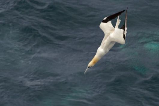 흰부비새가 먹이를 잡으러 자세를 가다듬고 고속으로 바닷속으로 낙하하고 있다. /Stuart Blackman. BBC Wildlife