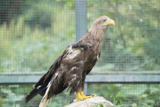 흰꼬리수리 알비/충남야생동물구조센터