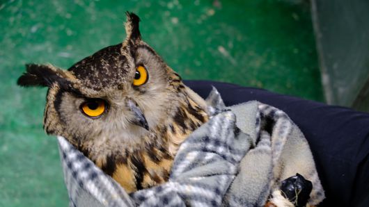 수리부엉이의 모습. 수리부엉이는 주로 차량, 유리창, 전선과 충돌하는 사고로 부상을 입는다고 한다./구아모 기자