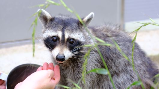 이색 동물 체험 카페에서 자라다가 버려진 라쿤. /구아모 기자