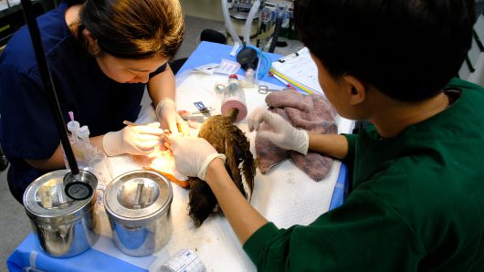 다친 부위에 소독을 진행하는 수의사의 모습. /구아모 기자