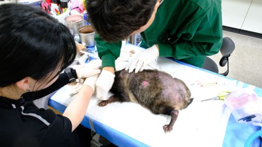 개선충(옴)으로 피부병이 걸린 너구리에게 피부약을 바르는 모습./구아모