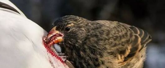 뱀파이어 그라운드 핀치가 덩치 큰 새의 살갖을 찢고 흐르는 피를 빨아먹고 있다. /Galapagos Conservation Trust