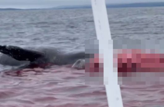 고래 사체 폭발로 바닷물이 핏빛으로 물들었다. /인스타그램